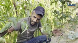 نازح يزرع الخضروات أمام خيمته بغزة