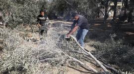 الحرب تقضي على 92% من إنتاج الزيتون في غزة