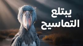 أبو مركوب: الطائر الغامض آكل التماسيح