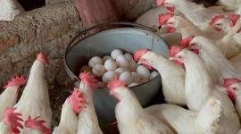 أسعار الدواجن والبيض اليوم الأحد 21 ديسمبر 2025: استقرار نسبي في السوق