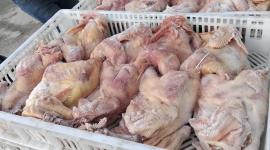 "مباحث التموين" تُتلف 2500 كغم من المجمدات الفاسدة بخانيونس