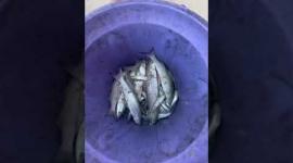 فرحة أطفال بصيد سمك من بحر غزة