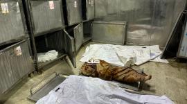 الصحة: 26 شهيدًا و68 إصابة وصلوا مستشفيات غزة خلال 24 ساعة