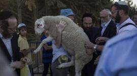 محافظة القدس تحذّر من محاولات مستوطنين إدخال القرابين الحيوانية إلى الأقصى