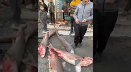 صيادون في غزة يتمكنون من صيد أسماك القرش