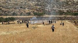 الاحتلال يحرق محاصيل زراعية في المغير شمال شرق رام الله