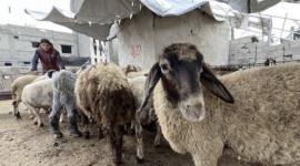 التنمية بغزة تؤكد تنظيم توزيع المساعدات والأضاحي للأسر الأكثر احتياجًا