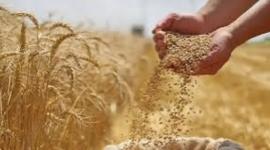 "فاو" تحذر من النقص في الغذاء بسبب الحرب على إيران