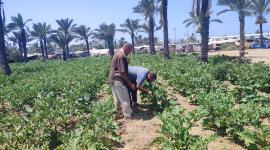 الزراعة تنفذ جولات ميدانية لرصد تحديات المزارعين بالمحافظة الوسطى لغزة