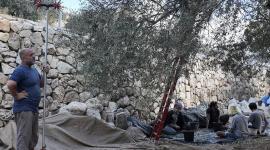 الاحتلال يعرقل قطاف الزيتون في سلوان