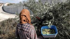 "مقاومة الجدار": 23 اعتداءً على موسم الزيتون في 7 محافظات بالضفة