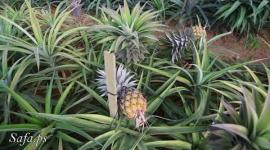 ثمار الأناناس تُقطف لأول مرة بغزة