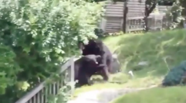 عراك عنيف بين اثنين من صغار الدببة وسط حي سكني