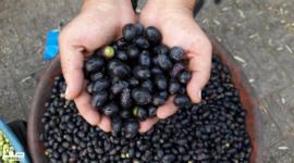 مقابلات مع بائعي الزيتون في خانيونس جنوب قطاع غزة