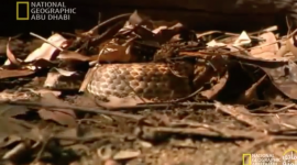 دقائق علمية - تعرف على ثعبان الموت