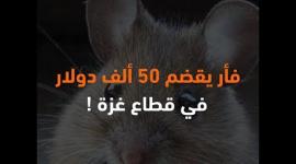 فأر يقضم 50 ألف دولار في قطاع غزة !