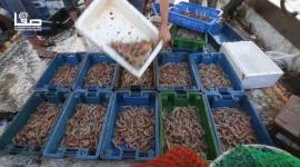 حسبة السمك في غزة بعد سماح الاحتلال بالصيد لمسافة 9 أميال