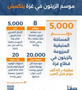 موسم الزيتون في غزة ينكمش