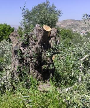 الاحتلال يقتلع أشجار الزيتون في اللبن الشرقية بنابلس
