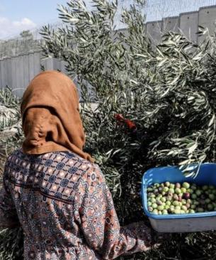 "مقاومة الجدار": 23 اعتداءً على موسم الزيتون في 7 محافظات بالضفة