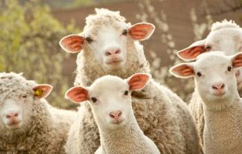 هل يجوز صيام يوم النحر؟