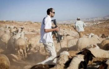 مستوطنون يهاجمون رعاة الأغنام بطائرات مسيّرة شرق بيت لحم