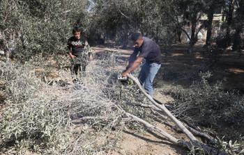 الحرب تقضي على 92% من إنتاج الزيتون في غزة