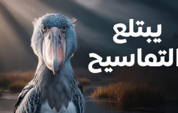 أبو مركوب: الطائر الغامض آكل التماسيح