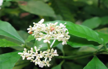 نبات عرق الذهب.. تعرف على فوائد عرق الذهب واهمية الطب البديل