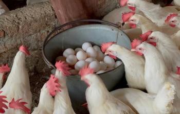 أسعار الدواجن والبيض اليوم الأحد 21 ديسمبر 2025: استقرار نسبي في السوق