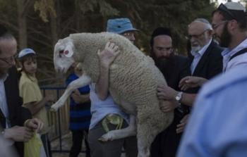 محافظة القدس تحذّر من محاولات مستوطنين إدخال القرابين الحيوانية إلى الأقصى