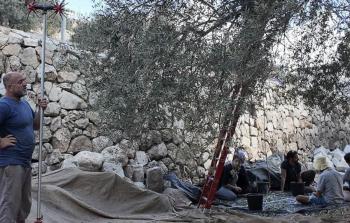 الاحتلال يعرقل قطاف الزيتون في سلوان