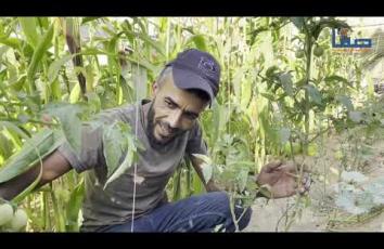 نازح يزرع الخضروات أمام خيمته بغزة