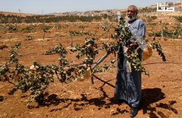 مواطنون يتفقدون محاصيل العنب بعد اعتداء المستوطنين عليها في الخليل