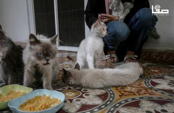 مواطنة تهتم وتطعم قططها رغم أزمة الجوع في مدينة غزة