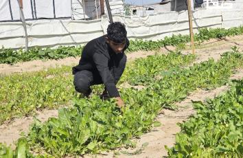 مواطنون يتمكنون من إصلاح وزراعة أراضيهم شرقي خان يونس رغم المخاطر