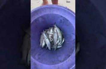 فرحة أطفال بصيد سمك من بحر غزة