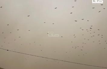 طيور مهاجرة في سماء غزة