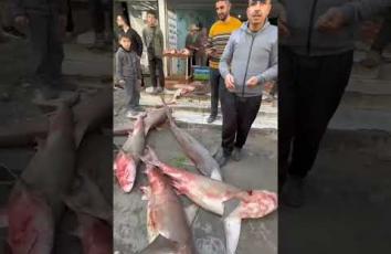 صيادون في غزة يتمكنون من صيد أسماك القرش