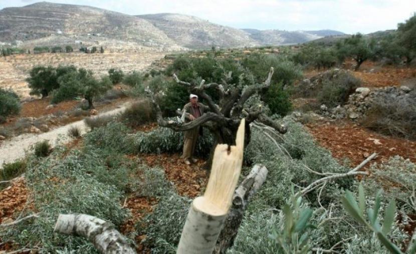مستوطنون يعتدون على عائلة أثناء قطف الزيتون جنوب يطا