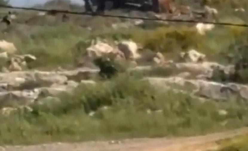 الاحتلال يشرع بأعمال تجريف شمال سلفيت