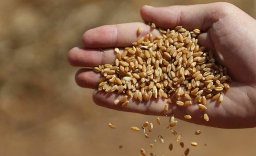 أوكرانيا: إسرائيل تستورد القمح "الروسي" المسروق من أراضينا