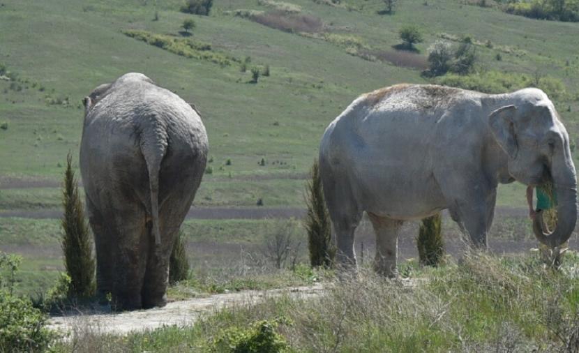 فيل يدهس رجل أعمال أمريكيا حتى الموت