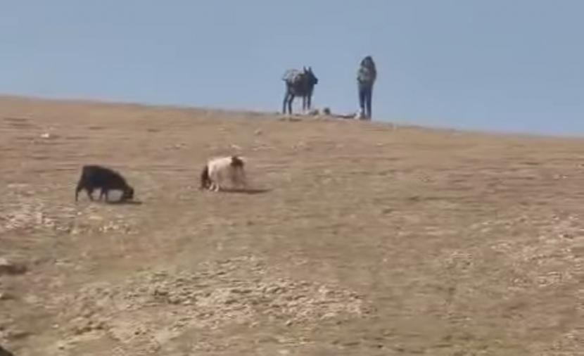 مستوطنون يعتدون على رعاة الأغنام بتجمع "الحثرورة" بالقدس