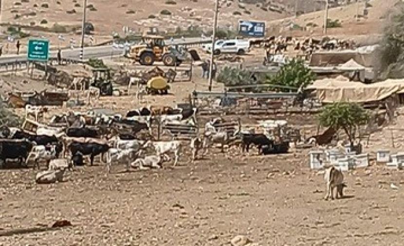 الاحتلال يشرع بهدم منشآت سكنية وحظائر حيوانات بالأغوار
