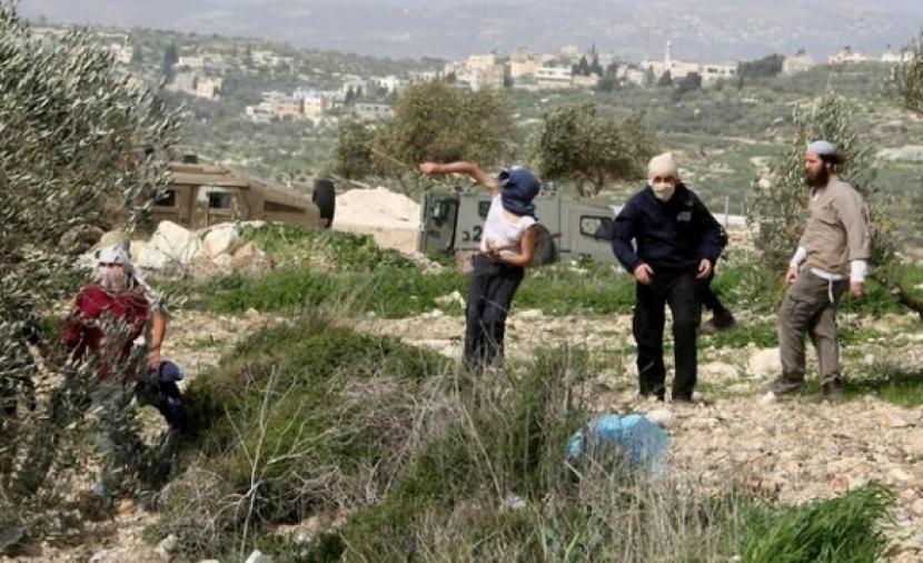 مستوطنون يسرقون ثمار الزيتون ببلدة الخضر