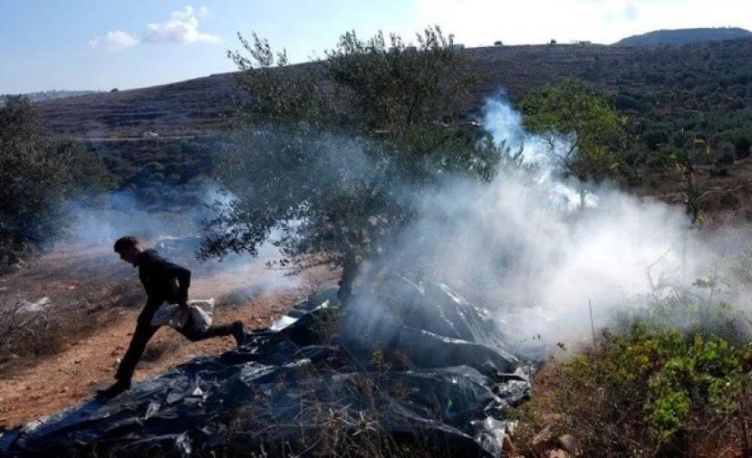 22 اعتداء للمستوطنين والاحتلال على قاطفي الزيتون بالضفة
