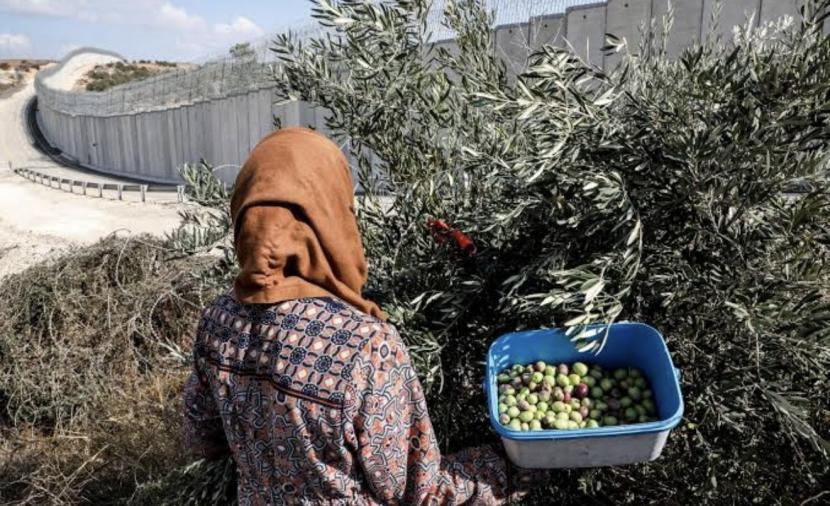 "مقاومة الجدار": 23 اعتداءً على موسم الزيتون في 7 محافظات بالضفة