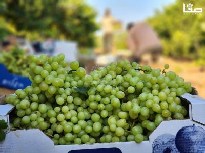 WhatsApp Image 2023-07-11 at 9.31.47 AM