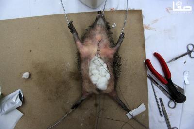 230723_GAZA_OSH_00 (1)